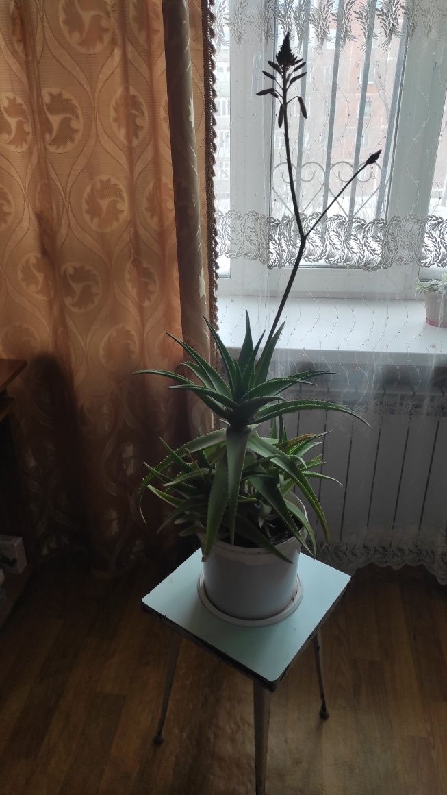 Цветущий алоэ,комнатное растение
