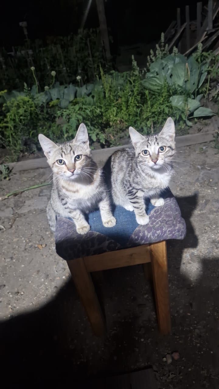 Котята бесплатно