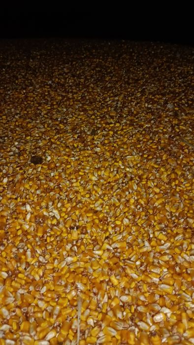 Porumb boabe de vânzare