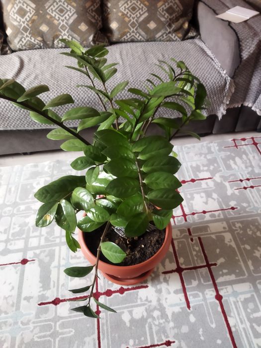 Продается долларовое дерево