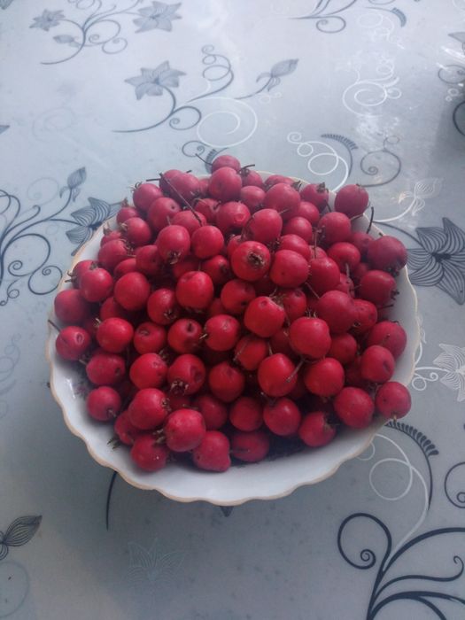 Ягоды высушенной боярки садовой коллированной