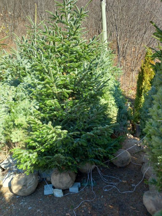 Brad argintiu si verde