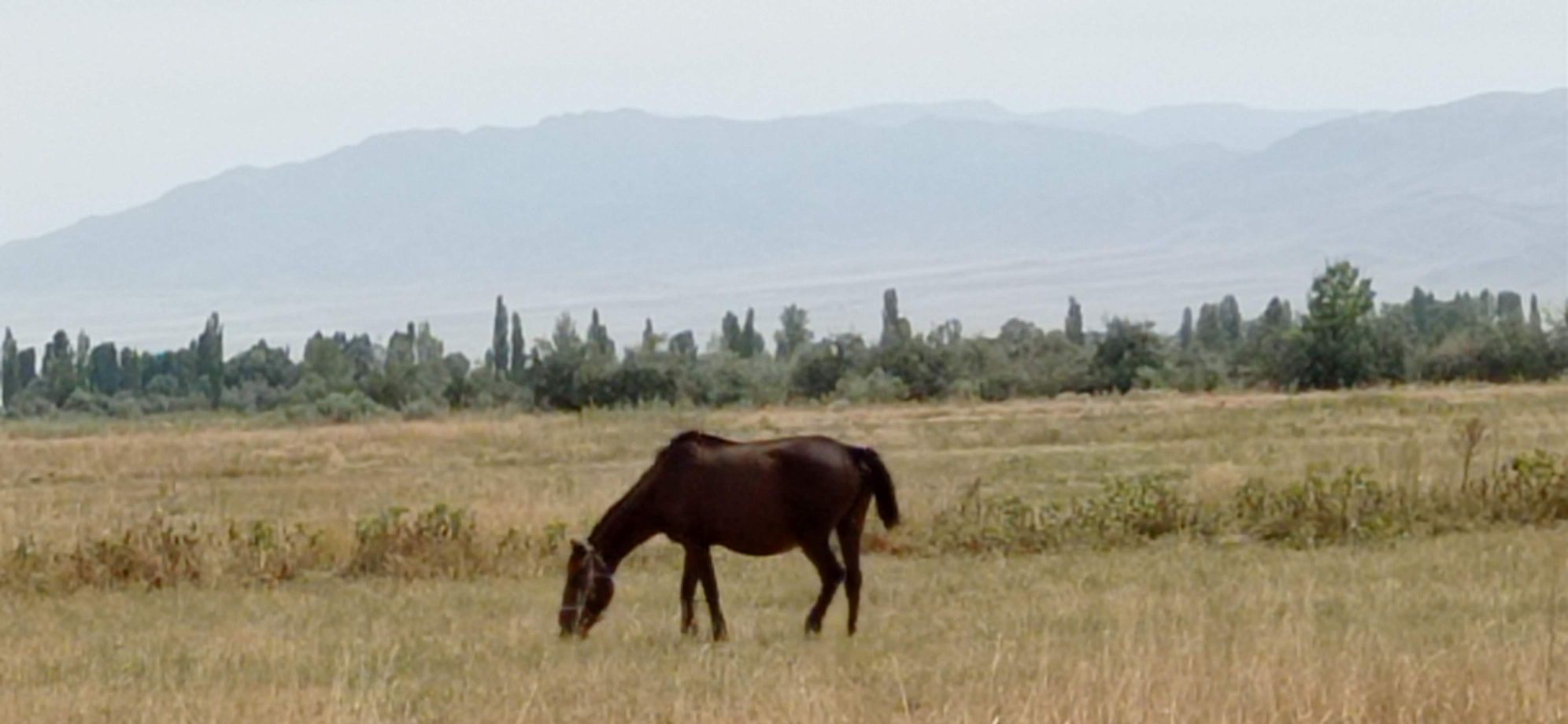 Кулынды буаз бие