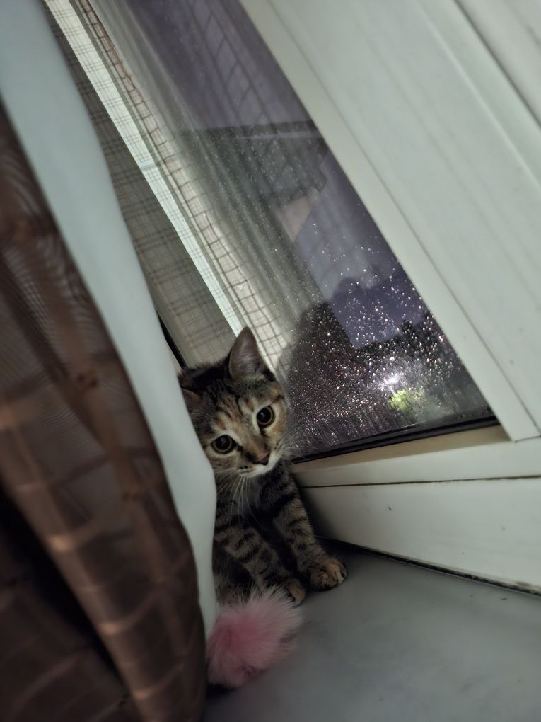 Отдам кошку в добрые руки