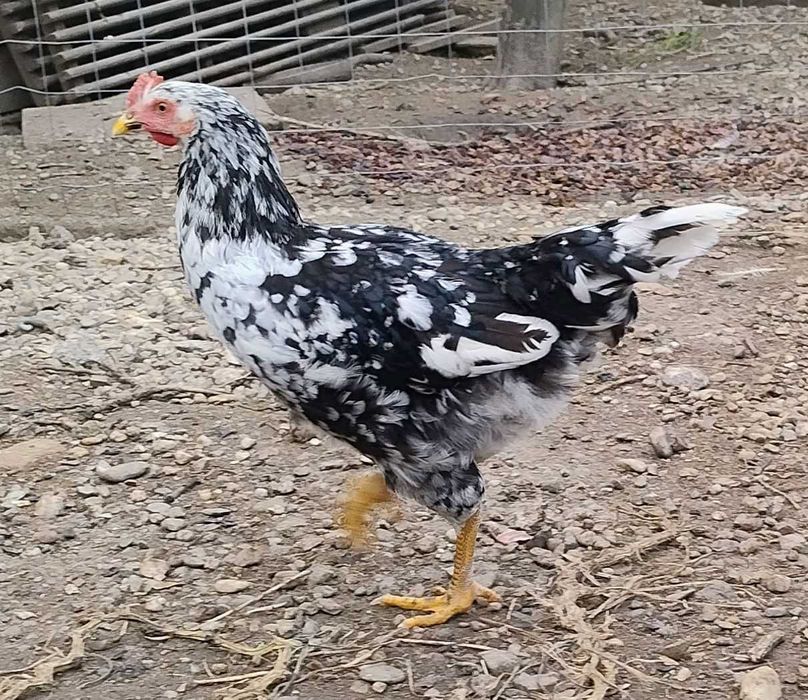 cocosi de 4,5 luni Pita Pinta Asturiana