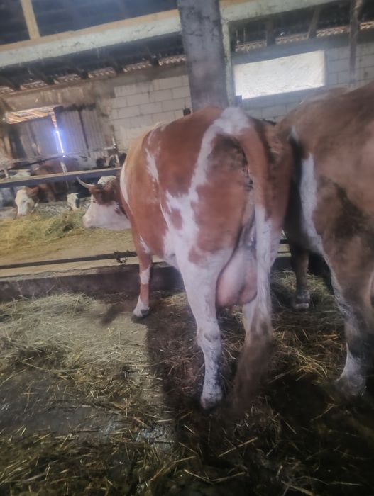 Vând vaca de 4 ani cu lapte