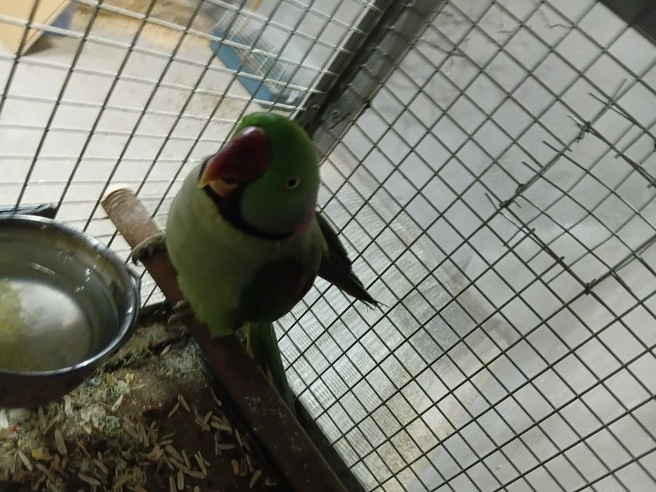 Aleksandr nar sotiladi