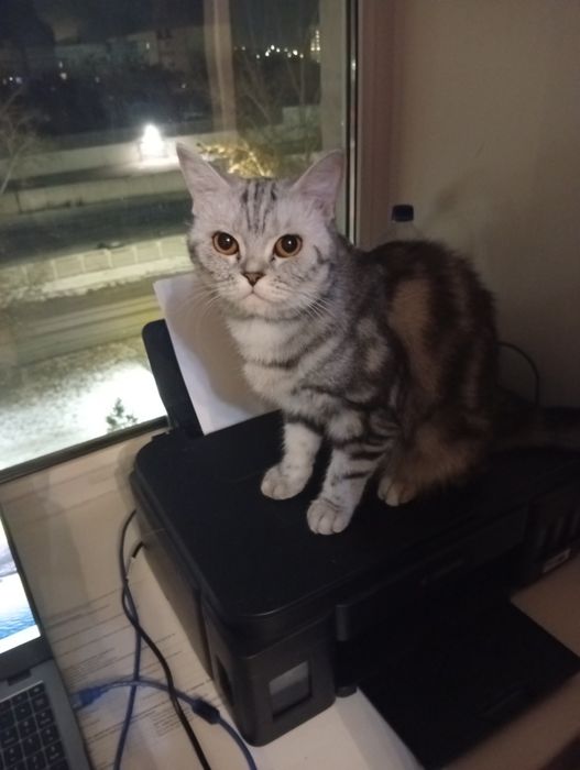 Кошка Соня, ищет кота