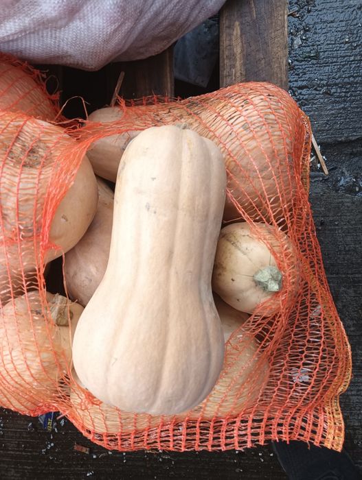 Plăcintari 2 lei kg