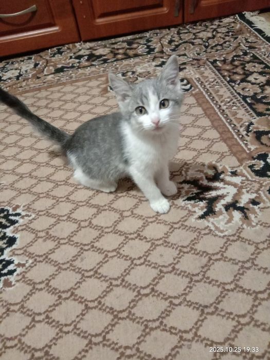 Отдам в добрые руки мальчик