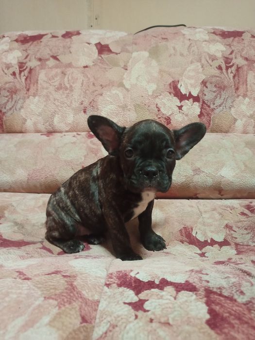 Девочка француженка