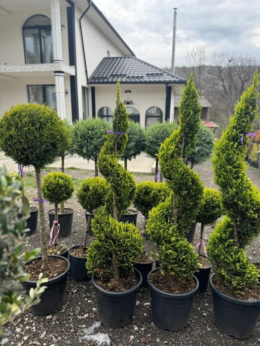 Tuia spirala pon pon