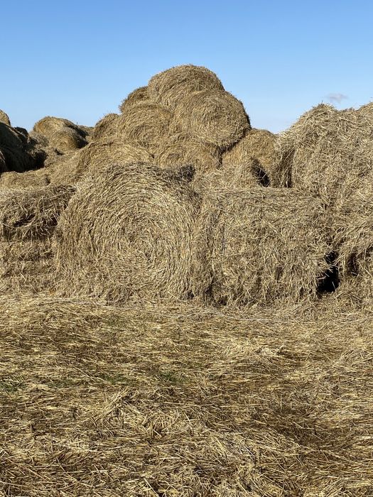 Продам сено и соломк  ячменная и пшеничная