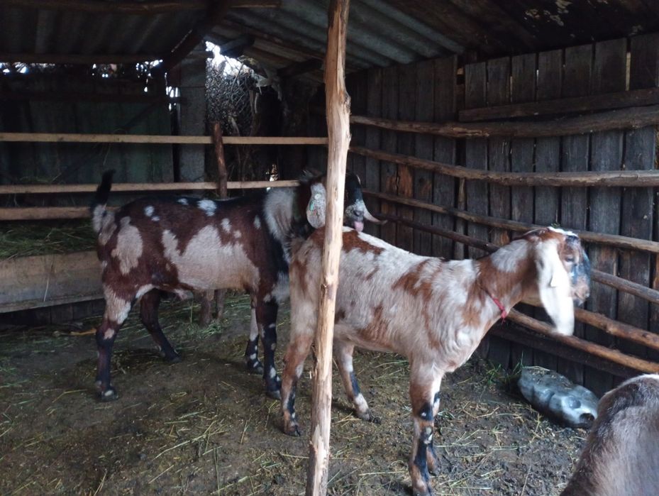 Disponibil pentru montă !