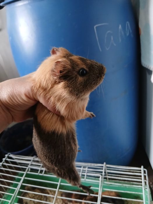 Продам морских свинок