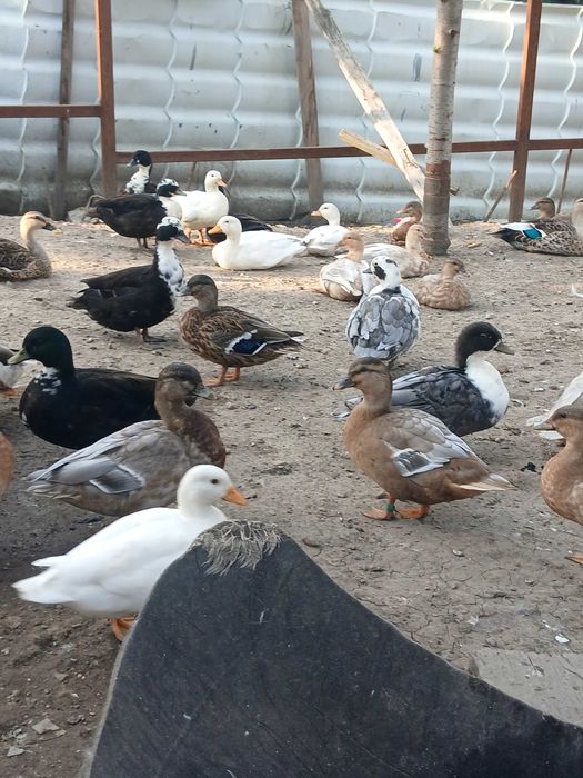 De vânzare rațe pitice olalandeze