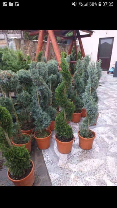 Vand tuia smarald columna braband Lelandy spirale pon pon fontina