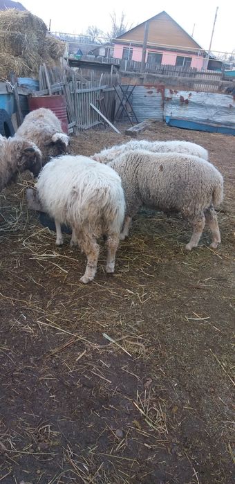 Бараны откормленные 3годовые