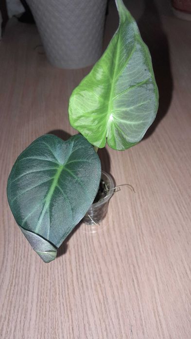 Алоказия, обмен на другие комнатные цветы.