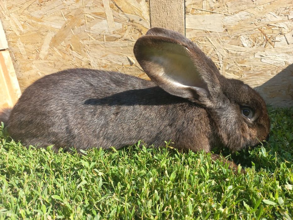 Vând iepuri prețuri foarte BUNE !!!