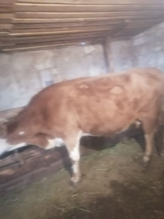 Продаеться корова