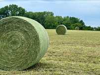 Lucerna de vanzare! 1 Ron/Kg