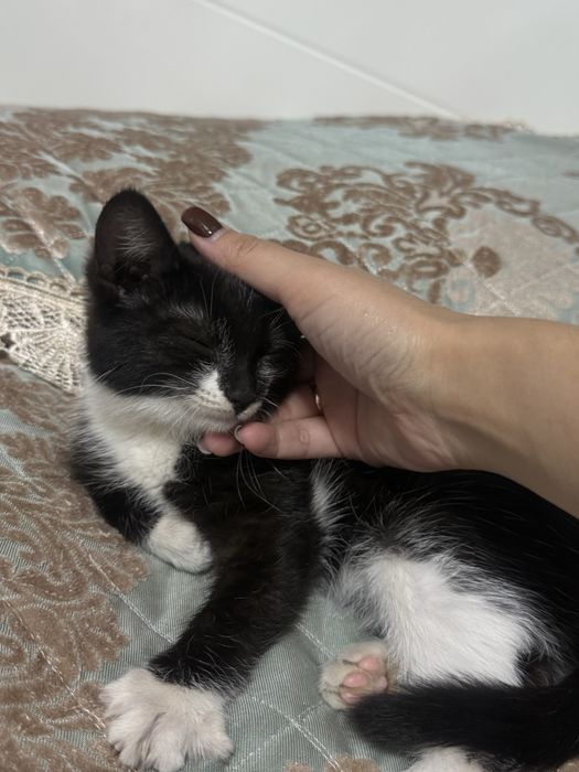 Котенок девочка кроха