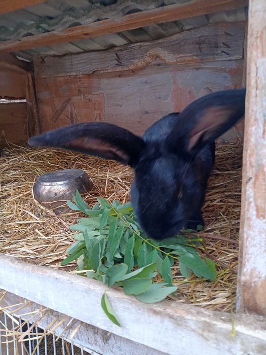 Vand un iepure mare si frumos