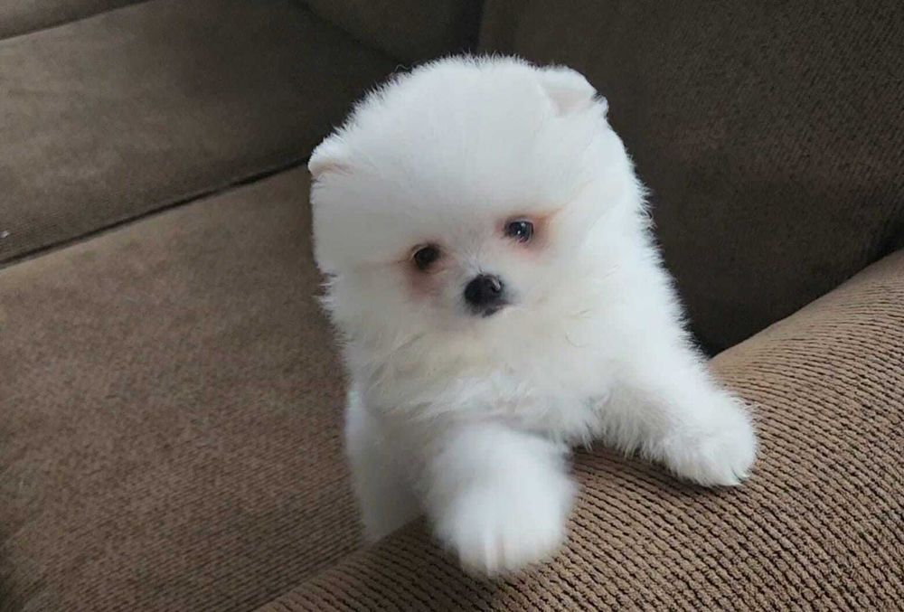 Fetiță Pomeranian talie mică