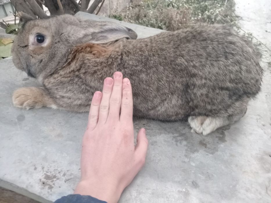 Продам кроликов великанов можно мясом