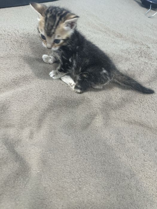 Бенгалски котета