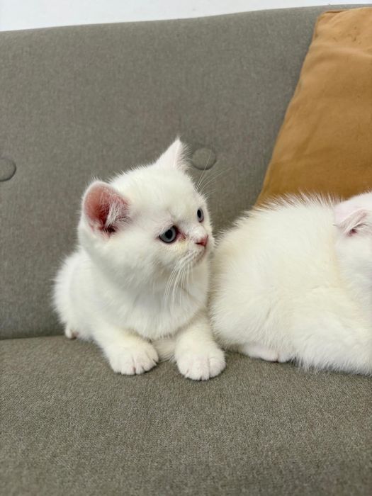 Pisoi Scottish fold si Scottish Straight