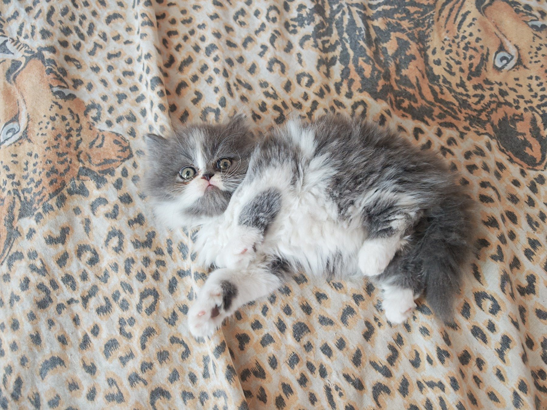 Породисти персийски котенца
