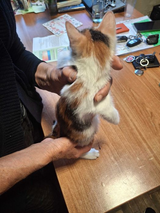 котенца котета на 2 мес.