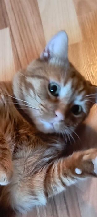 3 pisicute blande isi cauta familie