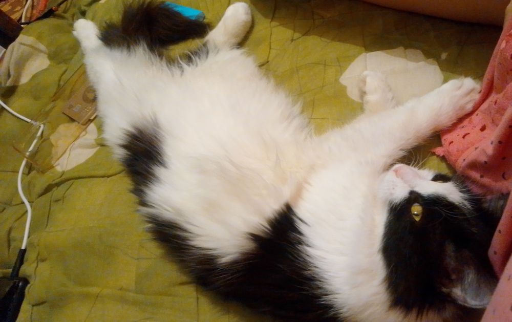 Пристраивается кошечка в добрые руки