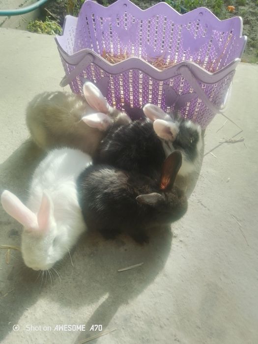 Mini karlik quyoni sotiladi