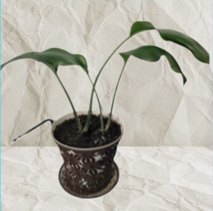 Эухариус или амазоникая лилия