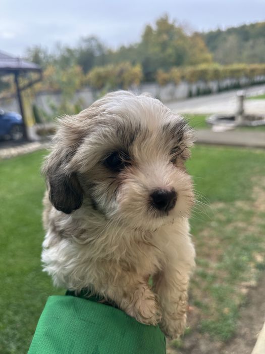 Bichon maltez -fetita , 7 saptamani