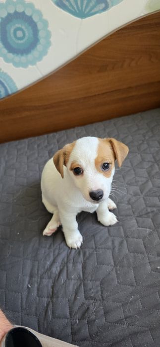 Продавам малки Джак ръсели