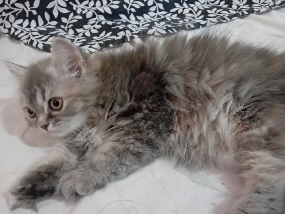 Женски персийски котета