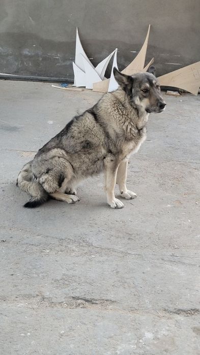 Собака девочка смешанная авчарка