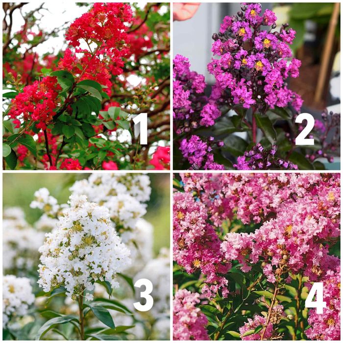 Индийски люляк/Lagerstroemia indica