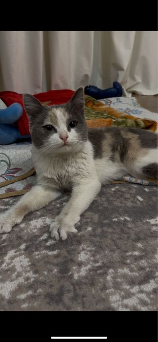 Отдам в добрые ручки кота