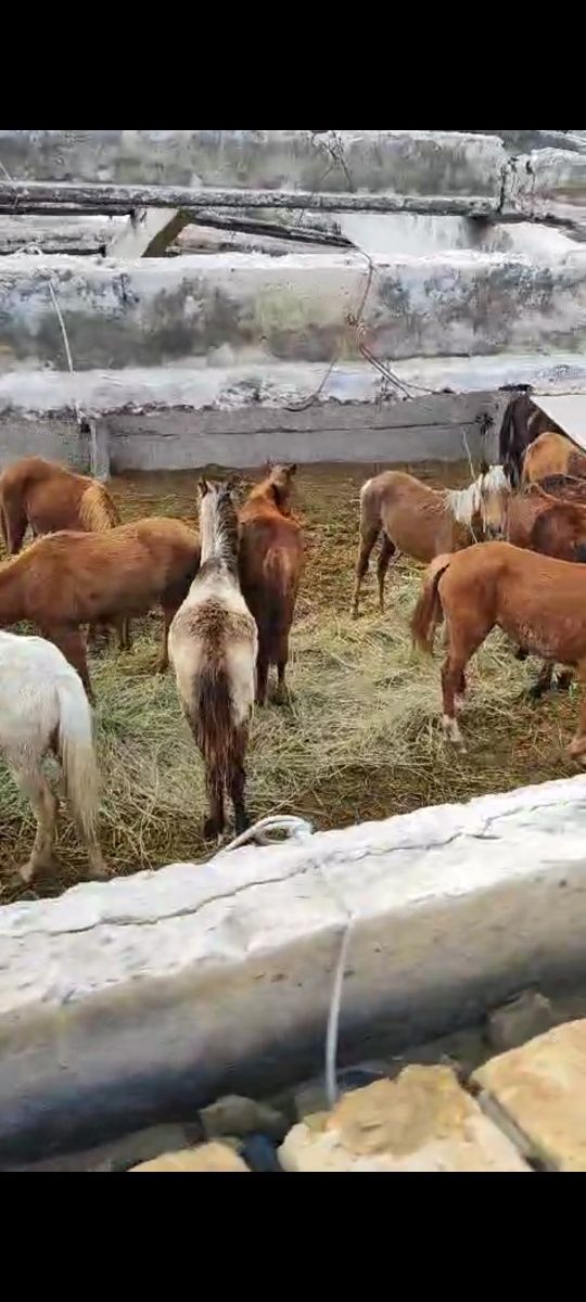 55 бас еркек ургашы аралас тай сатылады