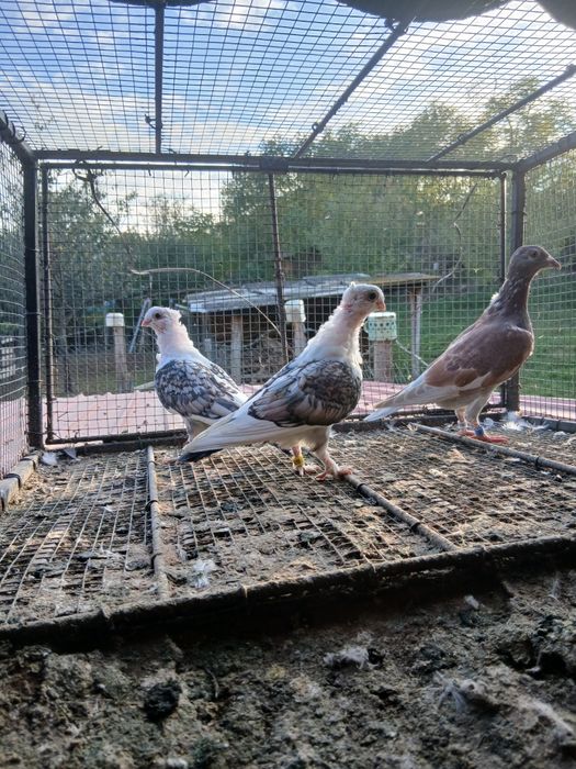 Vând haine ( ce este în poze )