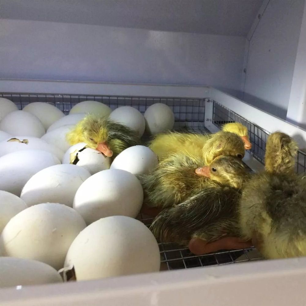 Инкубационное яйцо и гусята еженедельные поставки