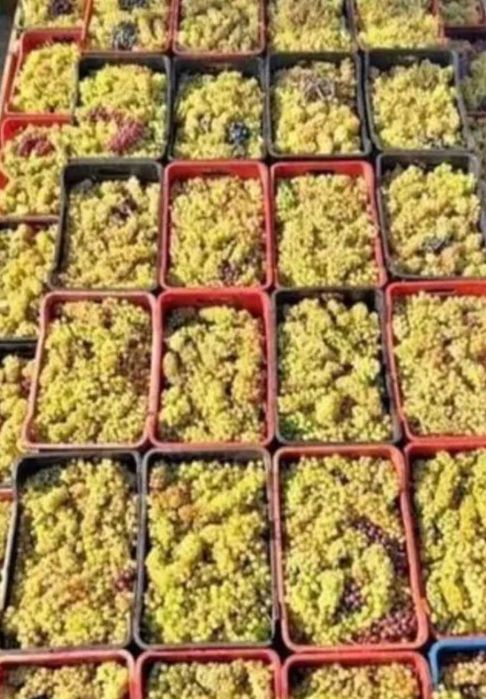 Struguri de vin producție proprie
