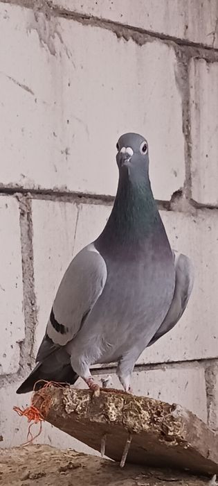 Vând  sau schimb porumbei