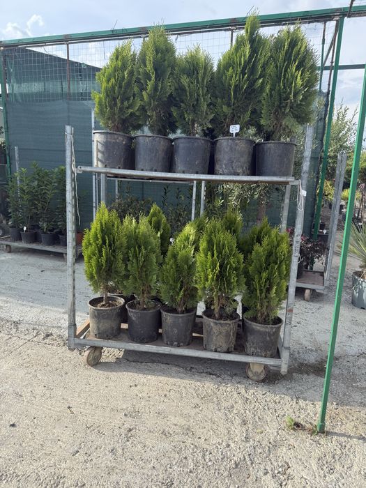 Tuia AUREA NANA la ghiveci